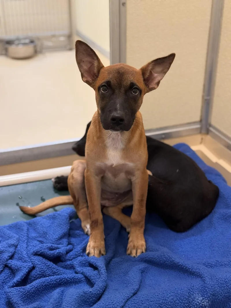 A baby medium-sized female Apricot / Beige Labrador Retriever dog named Cher for adoption in Pawleys Island, SC