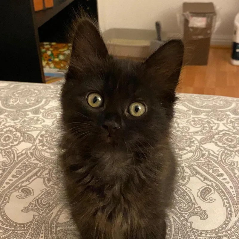 A baby small-sized female Black Domestic Medium Hair cat named Rye for adoption in Pleasanton, CA