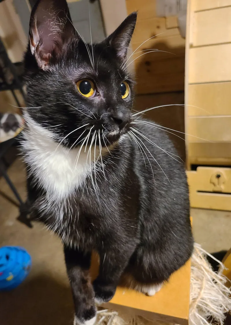 A baby medium-sized male Black & White / Tuxedo Domestic Short Hair cat named Kingsley for adoption in Ellijay, GA