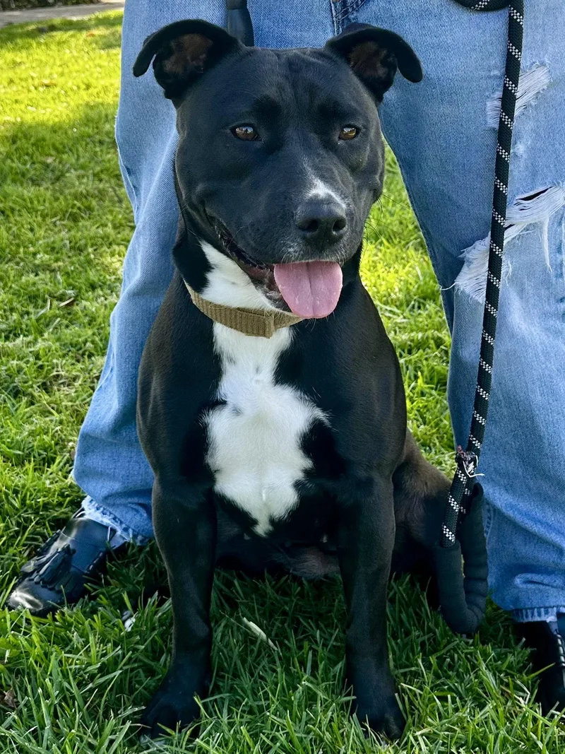 A young large-sized female American Staffordshire Terrier dog named Sadie for adoption in Capistrano Beach, CA