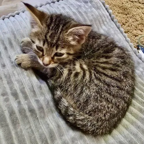 A baby small-sized female Tabby (Brown / Chocolate) Domestic Short Hair cat named Nova for adoption in Canal Winchester, OH