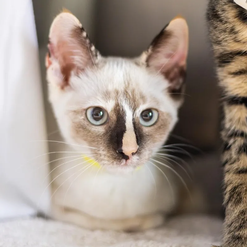 Gidget Bonded to Gibson