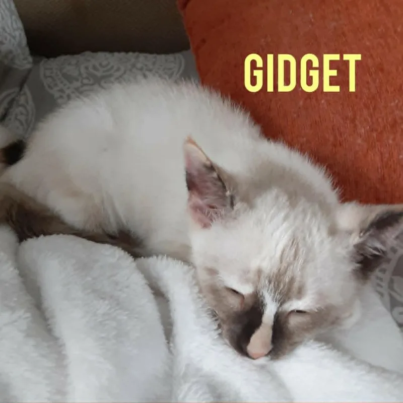 Gidget Bonded to Gibson thumbnail 2