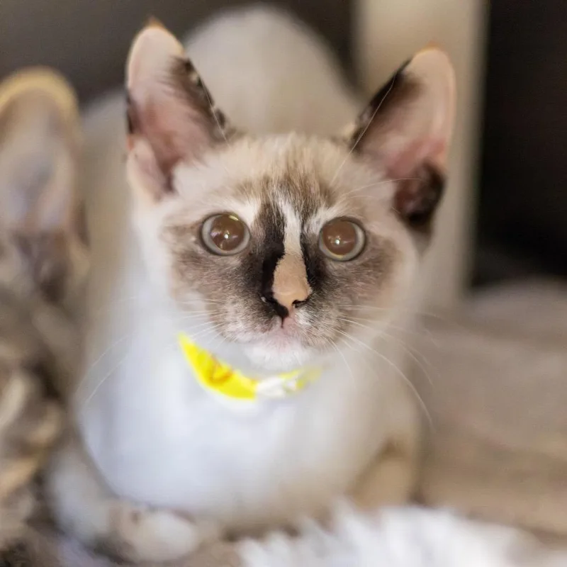 Gidget Bonded to Gibson thumbnail 3