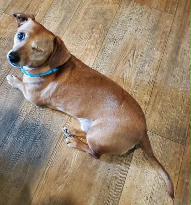 An adult small-sized male Dachshund dog named Waylon Jennings for adoption in Gorham, ME