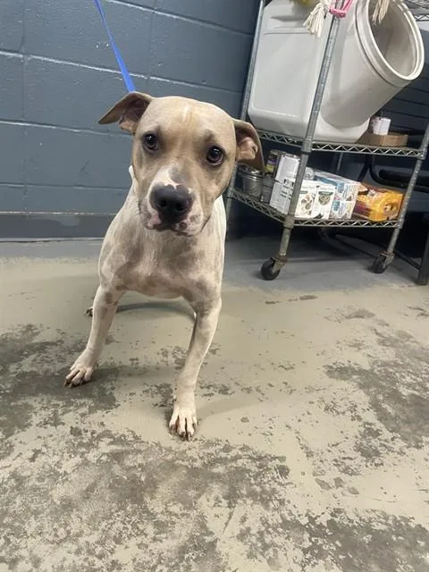 An adult medium-sized male American Staffordshire Terrier dog named Nugget for adoption in Tallahassee, FL