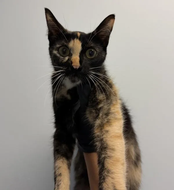 Agatha
