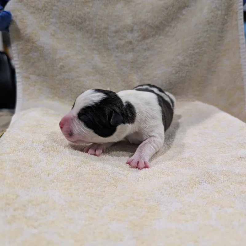 A baby small-sized female White / Cream Terrier dog named Brook for adoption in Tampa, FL