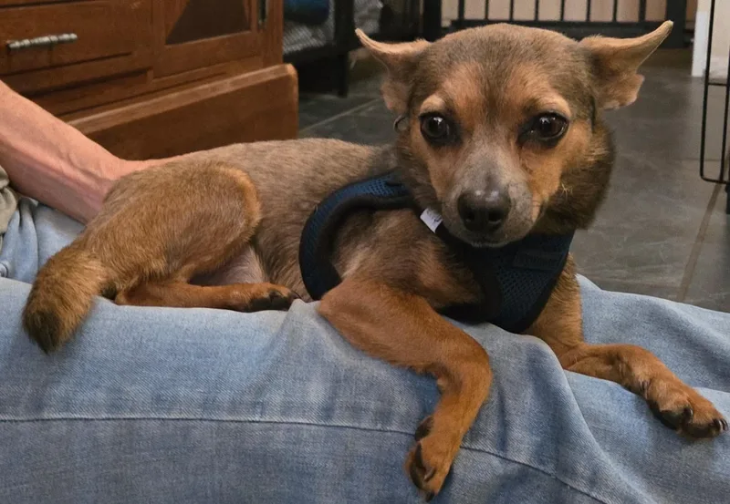 A young small-sized male Bicolor Chihuahua dog named Mateo for adoption in Estes Park, CO
