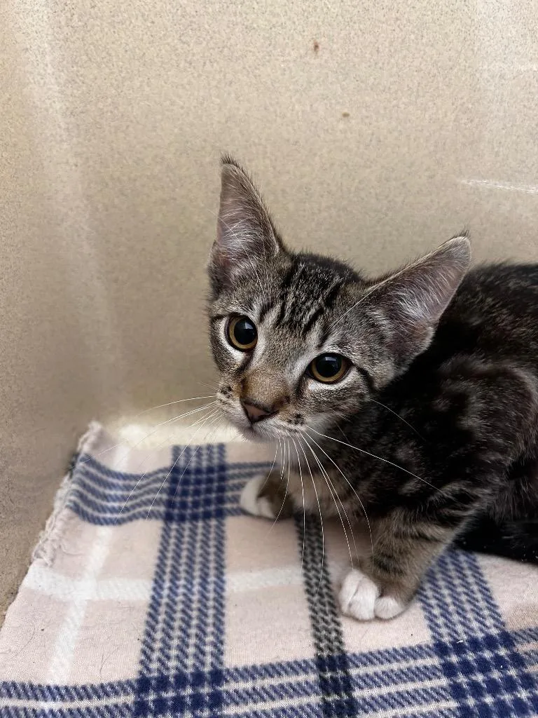 A baby small-sized male Domestic Short Hair cat named Extension Cord for adoption in Gautier, MS
