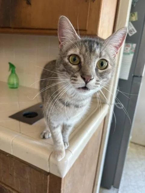 A young medium-sized female Dilute Tortoiseshell cat named Crema for adoption in Santa Cruz, CA