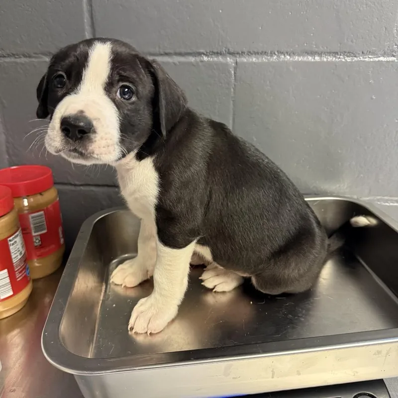 A baby small-sized male Black Labrador Retriever dog named Tuscstray for adoption in Tuscaloosa, AL