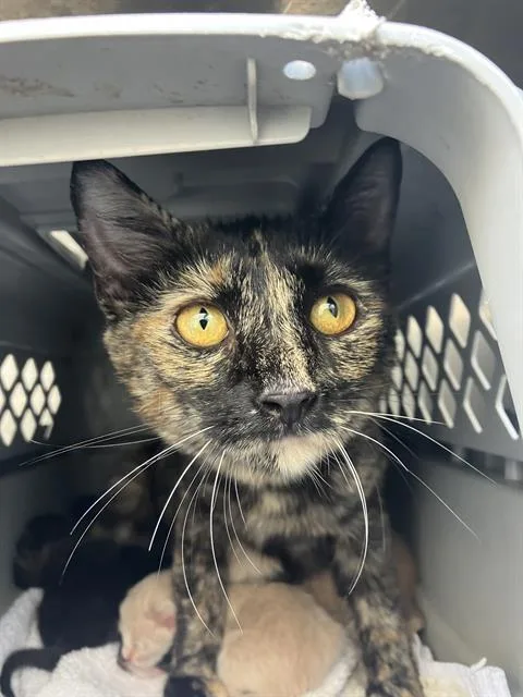 A young medium-sized female Domestic Short Hair cat named Artemis for adoption in Dallas, TX