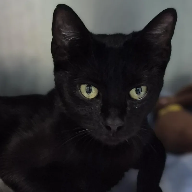 A young medium-sized female Black Domestic Short Hair cat named Claddagh for adoption in Newark, NJ