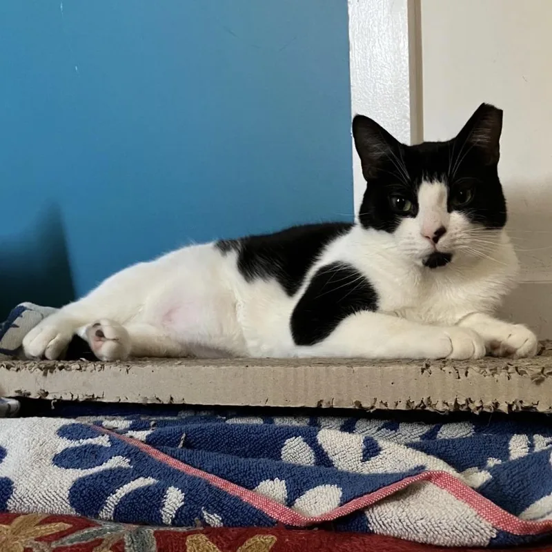 A young small-sized male Black Domestic Short Hair cat named Inkheart for adoption in Brooklyn, NY