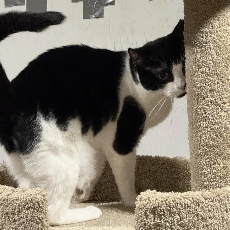 Inkheart thumbnail 2