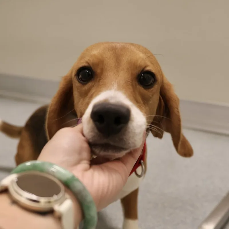An adult small-sized female Brown / Chocolate Beagle dog named Domino for adoption in Briarcliff Manor, NY