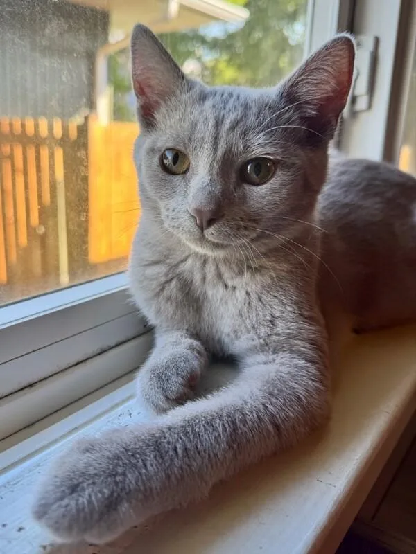 A young medium-sized female Domestic Short Hair cat named Amethyst for adoption in Arlington, WA