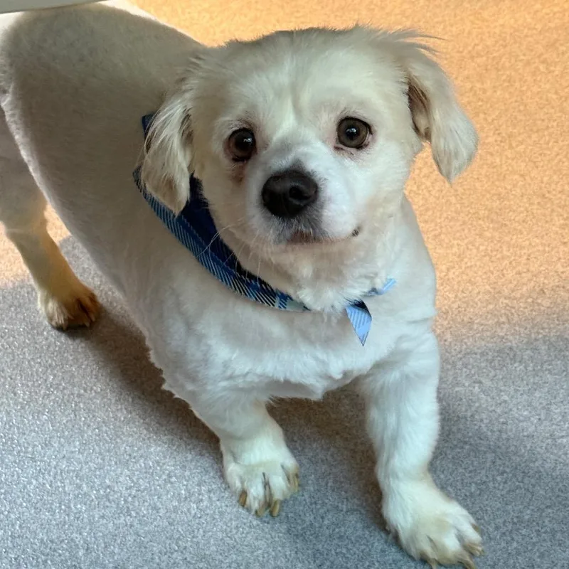 A senior small-sized male Cocker Spaniel dog named Ellington for adoption in Cumming, GA