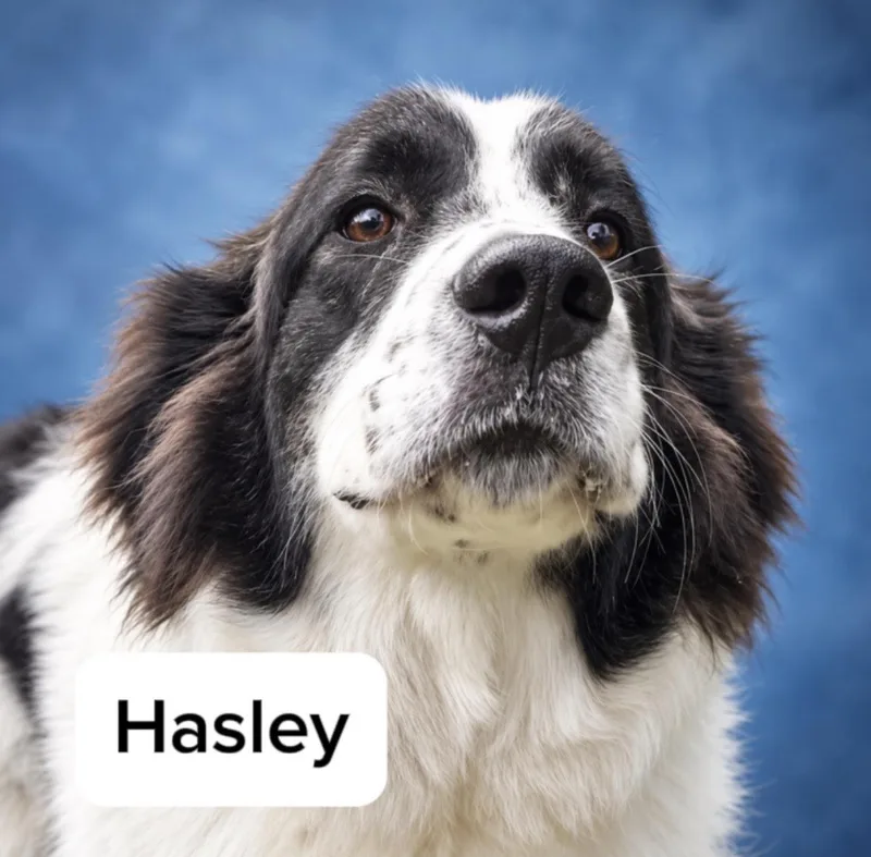 A young extra large-sized female Great Pyrenees dog named Hasley for adoption in Thomasville, NC