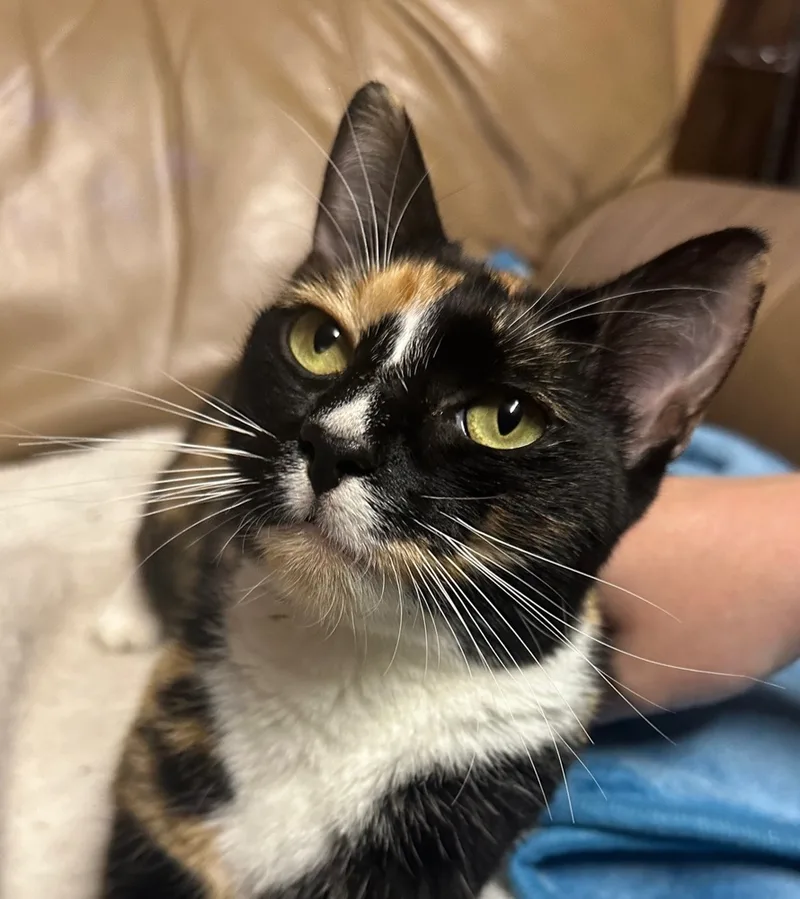 A young medium-sized female Domestic Short Hair cat named Poppy for adoption in Bossier City, LA