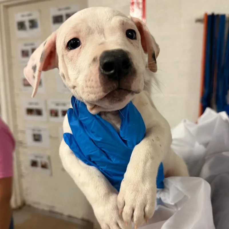 A baby small-sized male Pit Bull Terrier dog named Lychee for adoption in Edinburg, TX