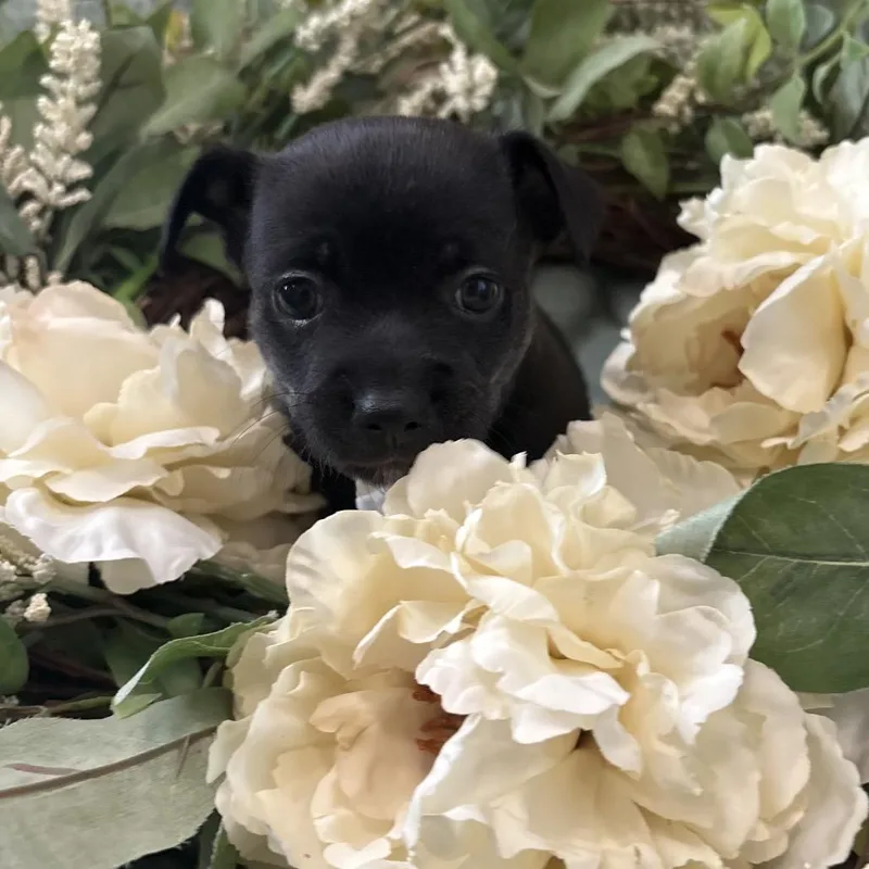 A baby small-sized female Black Chihuahua dog named Aster for adoption in Benton City, WA