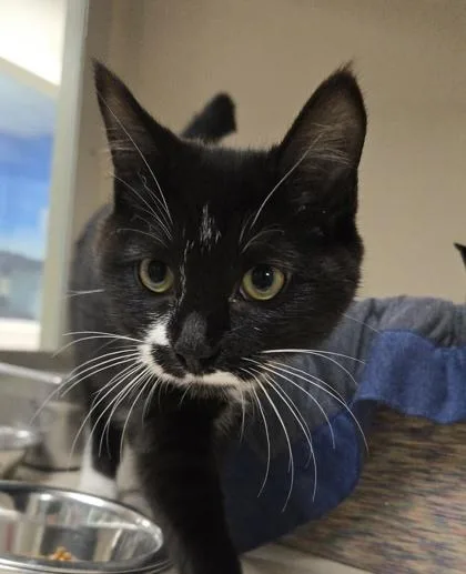 A baby small-sized female Domestic Short Hair cat named Pop!Tuba  Bonded Pair for adoption in East Brookfield, MA