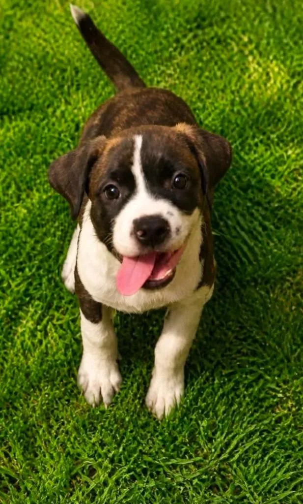 A baby medium-sized male Labrador Retriever dog named Stevie for adoption in El Dorado, AR
