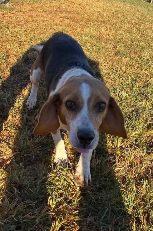 An adult small-sized male Beagle dog named London for adoption in Munfordville, KY