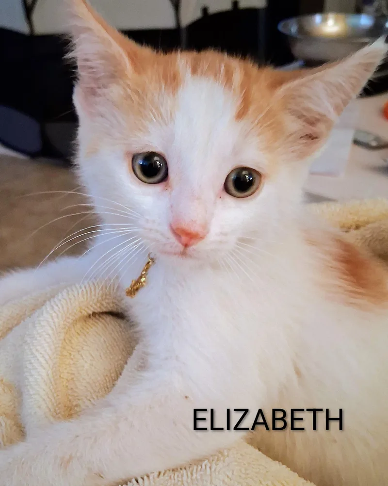 A baby medium-sized female Orange & White Domestic Short Hair cat named Elizabeth for adoption in Hawthorne, CA