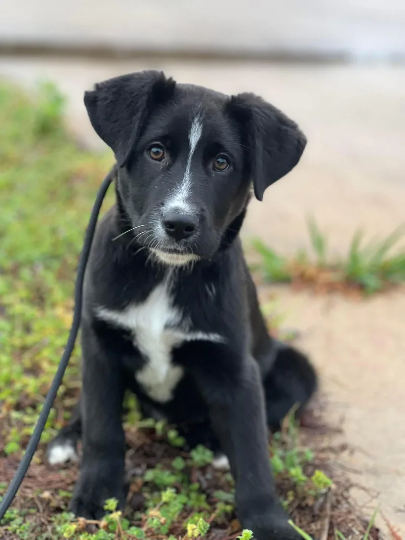 A young medium-sized male Border Collie dog named Rook for adoption in Paris, TX
