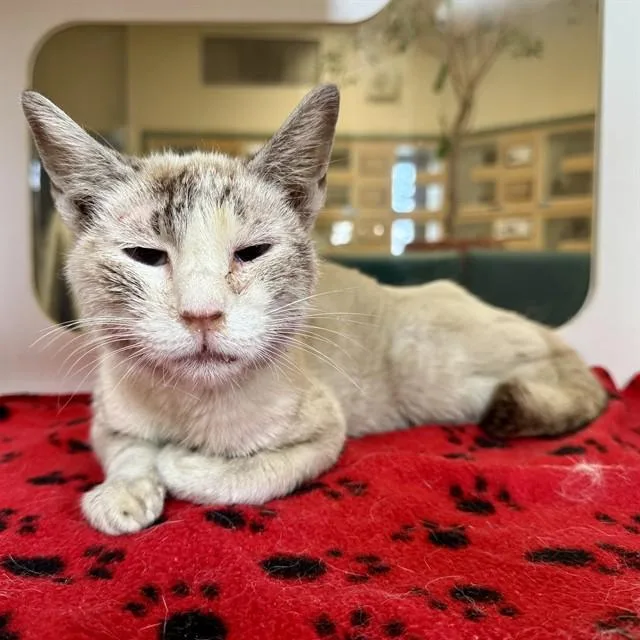 An adult medium-sized female Domestic Short Hair cat named Sue for adoption in Riverside, CA