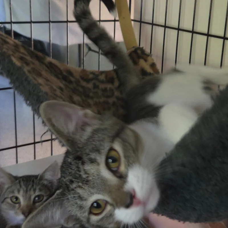 A young small-sized male Brown / Chocolate Domestic Short Hair cat named Tippy for adoption in Jessup, MD