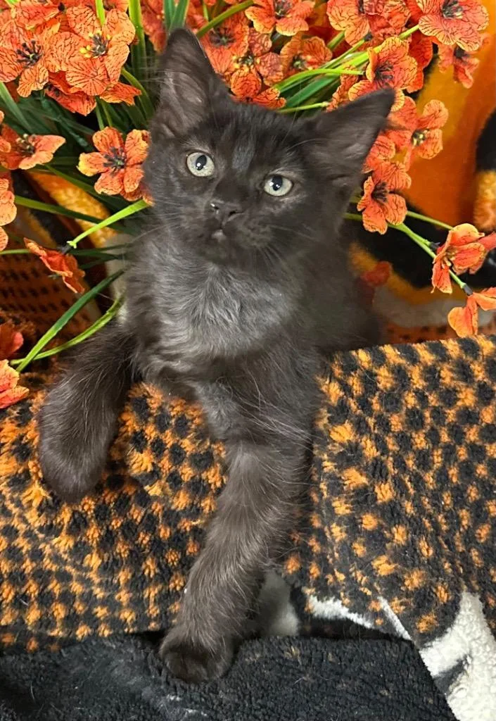 A baby small-sized female Domestic Medium Hair cat named Missy for adoption in Stillwater, OK