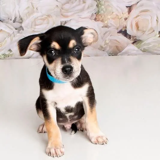 A baby small-sized male Mixed Breed dog named Zucchini for adoption in Fredericksburg, VA
