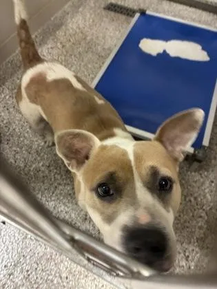 An adult medium-sized female Terrier dog named Iowa for adoption in Gastonia, NC