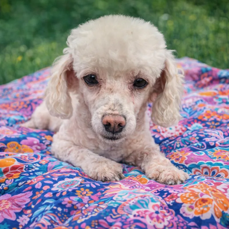 A senior small-sized female Poodle dog named Pearl for adoption in Eustis, FL