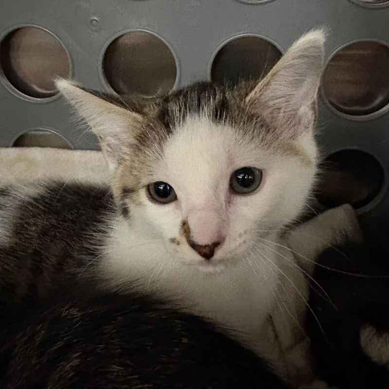 A baby small-sized male Brown / Chocolate Domestic Short Hair cat named Asiago for adoption in Keizer, OR