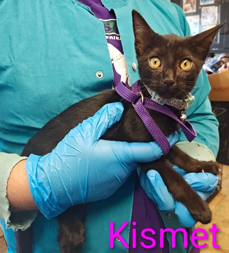 Kismet