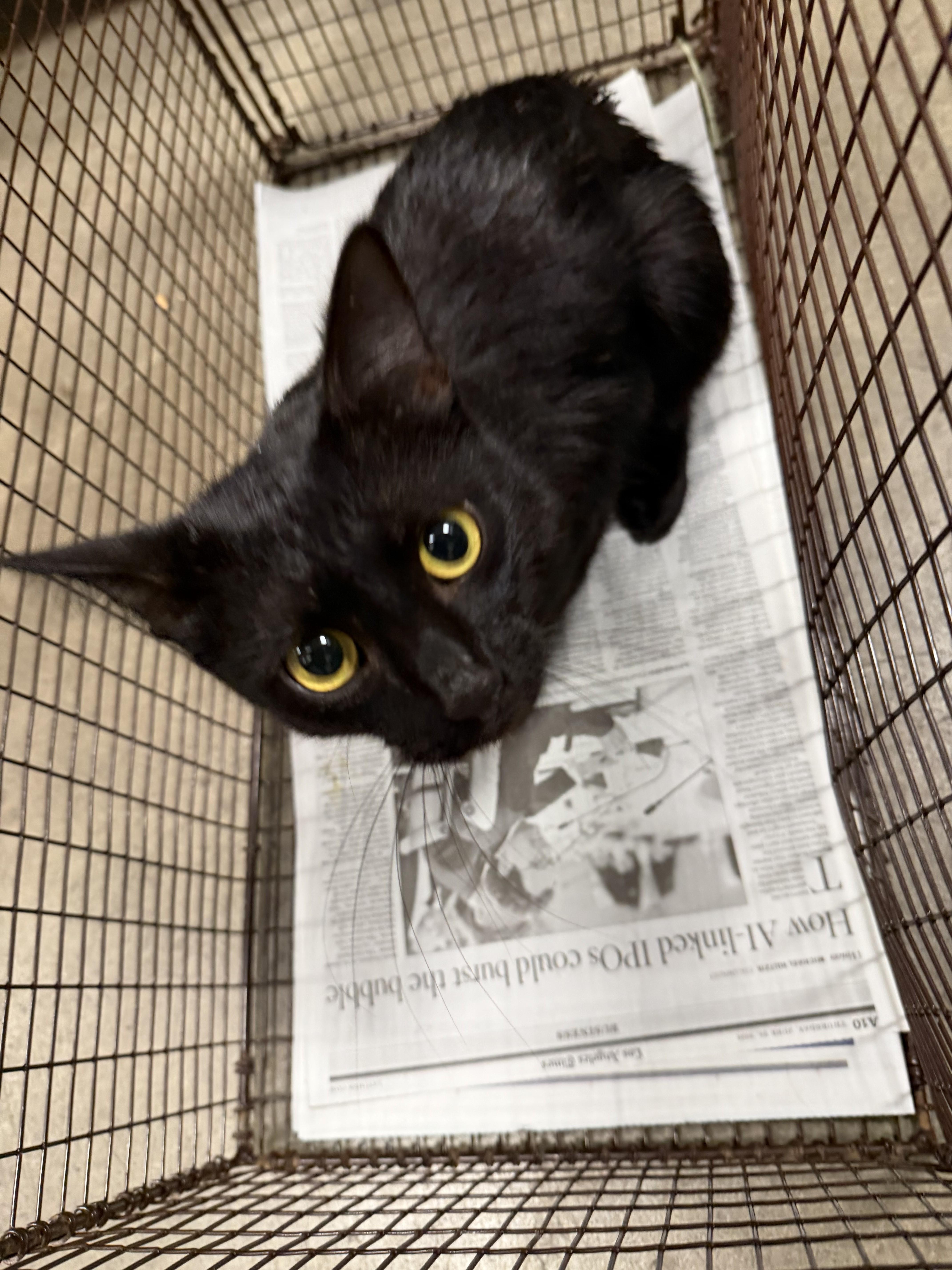 An adult medium-sized female Domestic Short Hair cat named Hanna for adoption in Chatsworth, CA