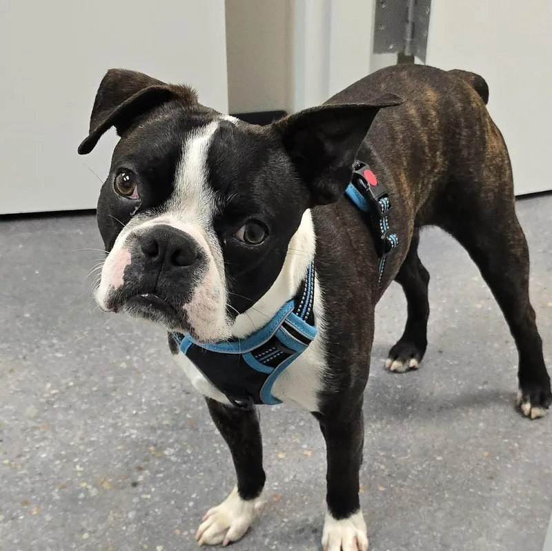 An adult small-sized male Brindle Boston Terrier dog named Bodhi for adoption in Tylertown, MS