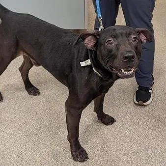 An adult medium-sized male Black Mixed Breed dog named Fezco for adoption in Jacksonville, FL