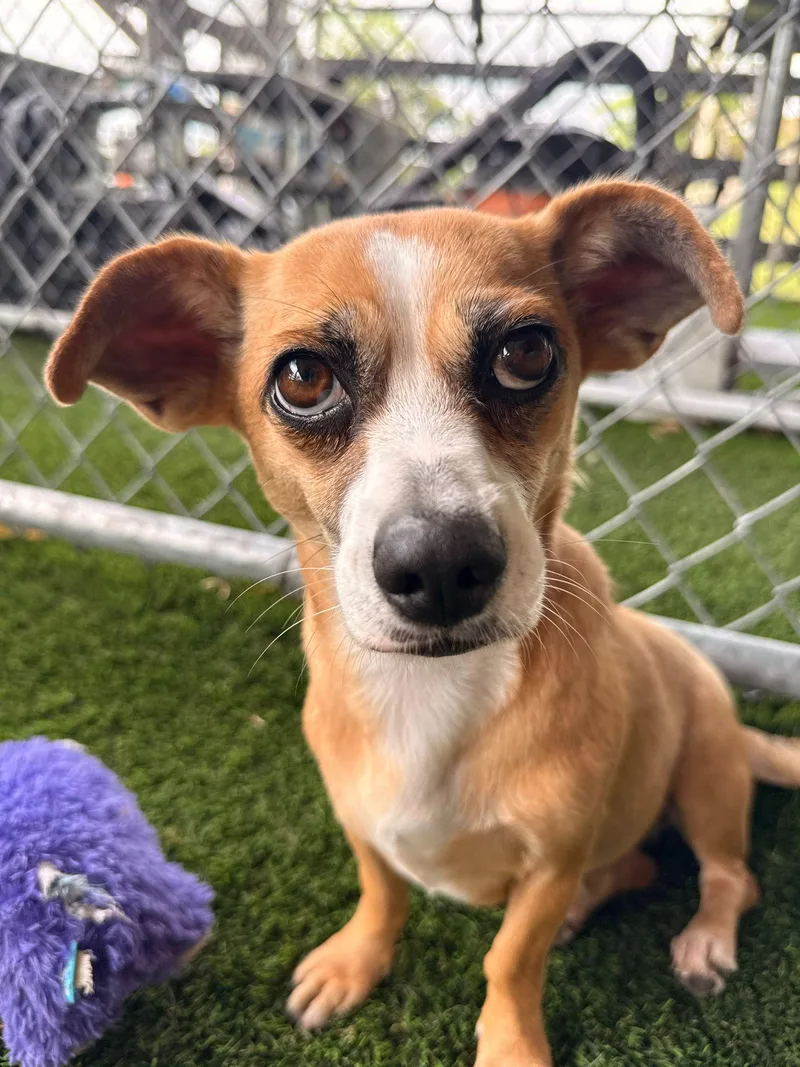 A young small-sized female Mixed Breed dog named Luna for adoption in Brooklyn, NY