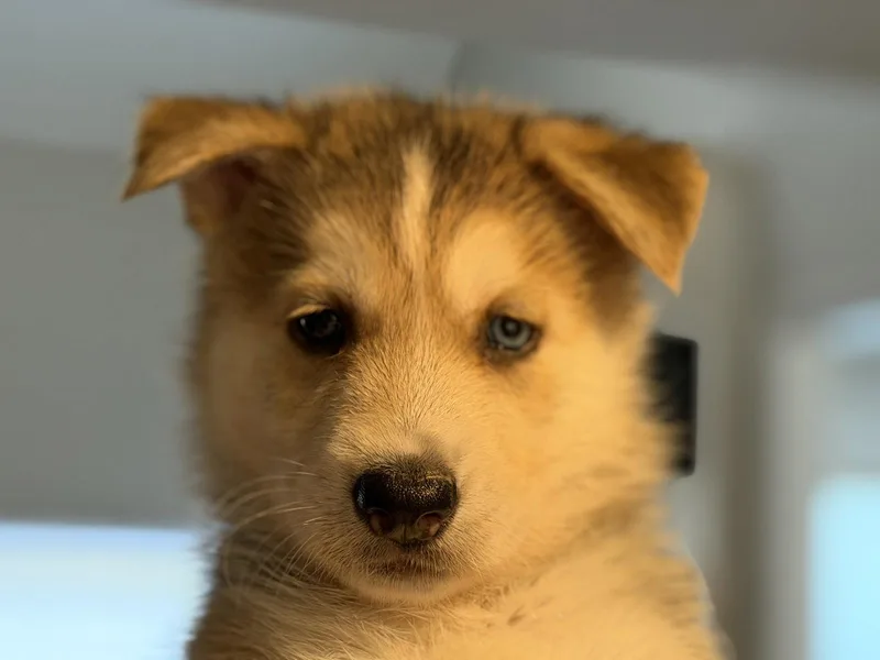 A baby large-sized male Husky dog named Lobo for adoption in Holly Springs, NC