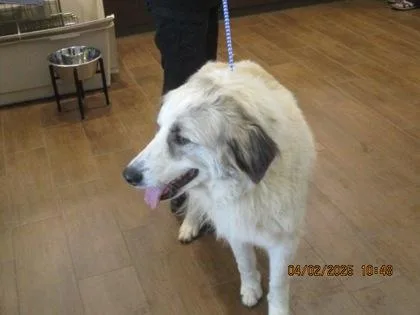 An adult extra large-sized female Anatolian Shepherd dog named Koko for adoption in North Richland Hills, TX
