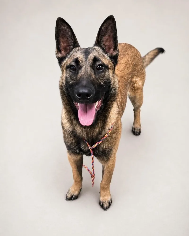 Darth Malinois