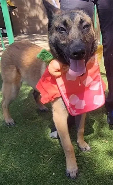 Darth Malinois thumbnail 2