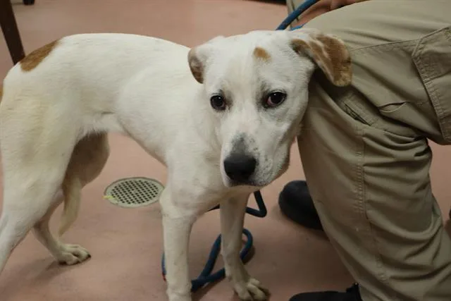 A young medium-sized female Mixed Breed dog named Beth for adoption in Columbia, SC