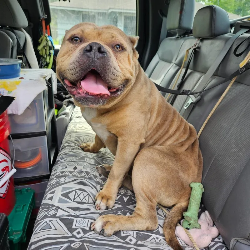 An adult medium-sized male Brown / Chocolate English Bulldog dog named Big Hunk for adoption in Lake Jackson, TX